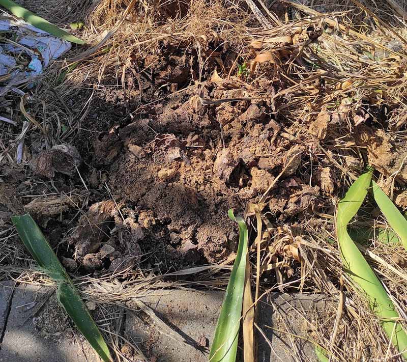 The remains of a large Yucca stump is now dust. This one was Poisoned and took approximately two years to rot out.