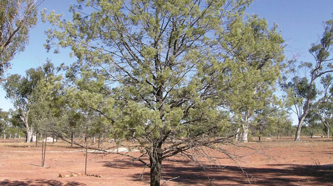 Are Cypress Pine Tree Roots Invasive In Australia Feat Image