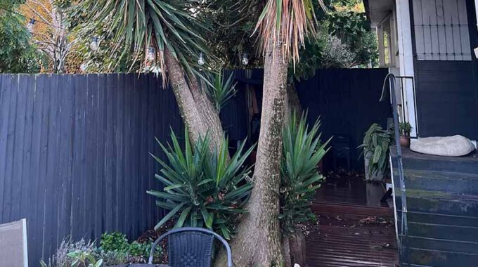 Are Yucca Tree Roots Invasive In Australia?