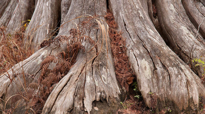 Can Cypress Pine Tree Roots Cause Foundation Trouble Feat Image