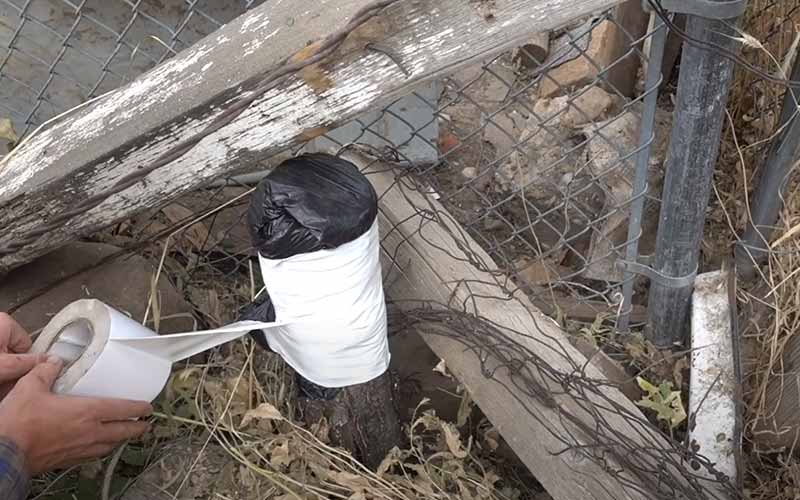 Covering a Tree Stump with Plastic to speed up the process of rotting it.