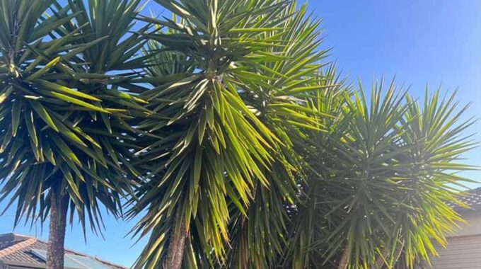 How Tall Does A Yucca Tree Grow In Australia?