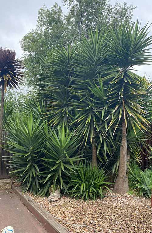 Yucca Tree Removal Melbourne