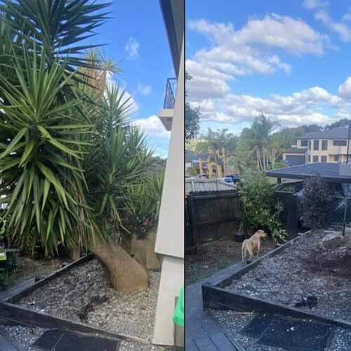 Yucca Trees Removed Next To House In Melbourne