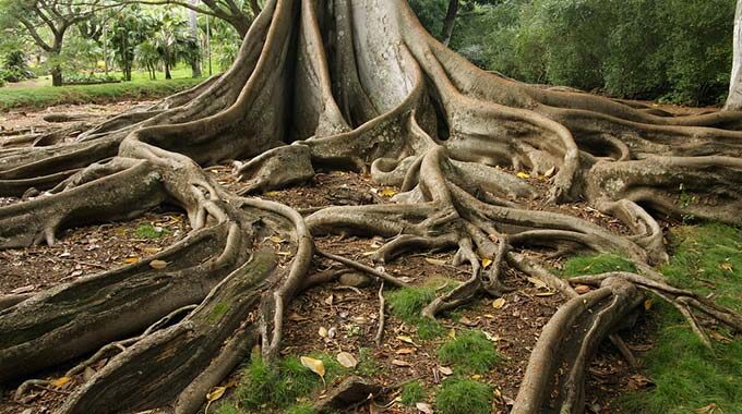 Are Fig Tree Roots Invasive