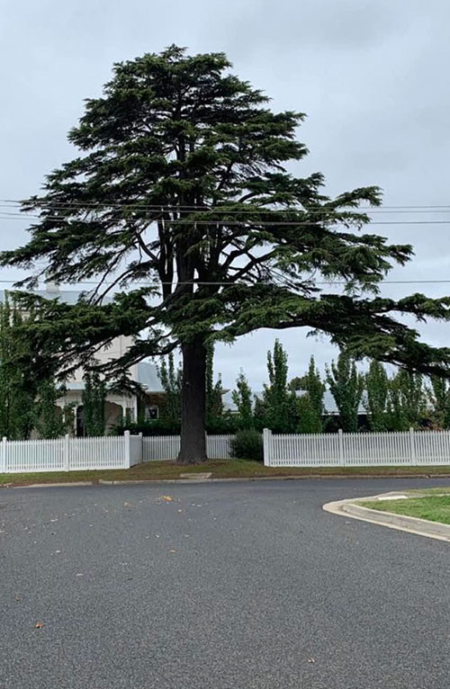 Pine Tree Management Melbourne