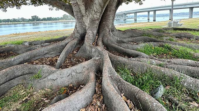 The Roots of a Moreton Bay Fig Tree (Ficus macrophylla)