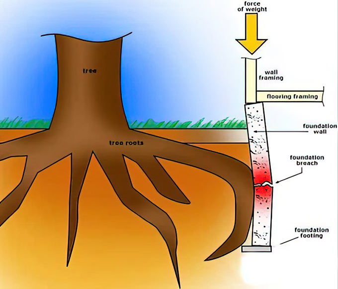 Ficus Tree Impact on House Foundations