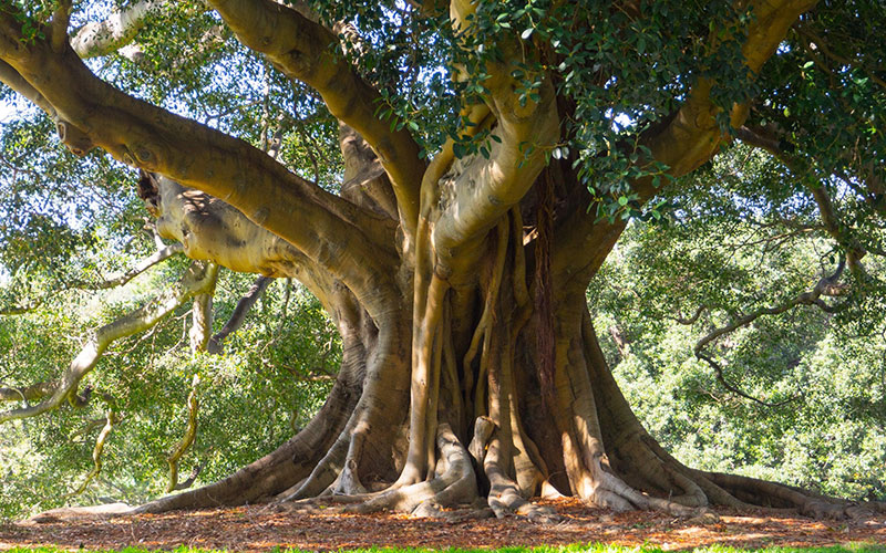 How tall does a ficus tree grow 2