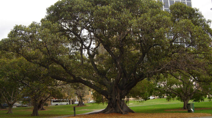 How Tall Does A Fig Tree Grow?