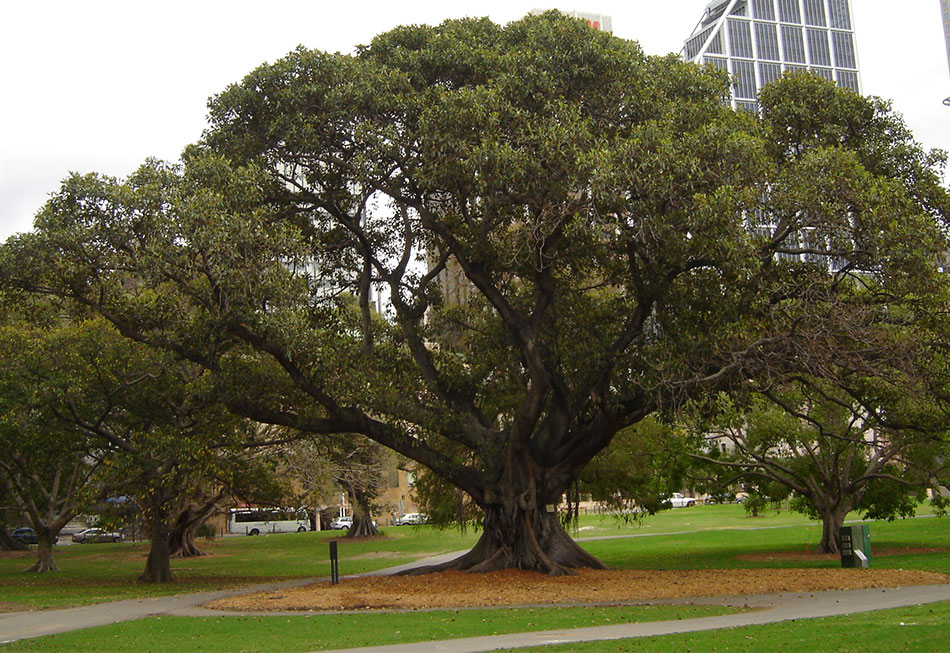 How Tall Does A Fig Tree Grow?