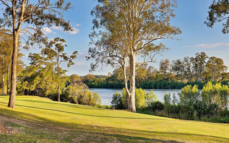 australian native fig trees and roots