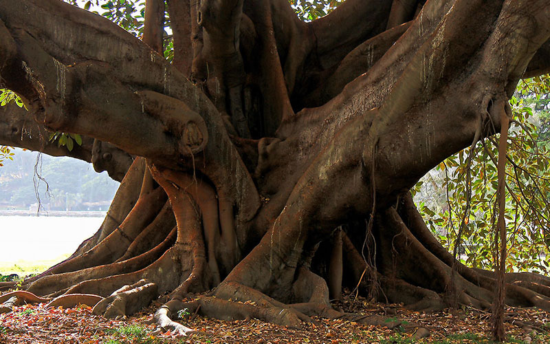 average height of a fig tree 2