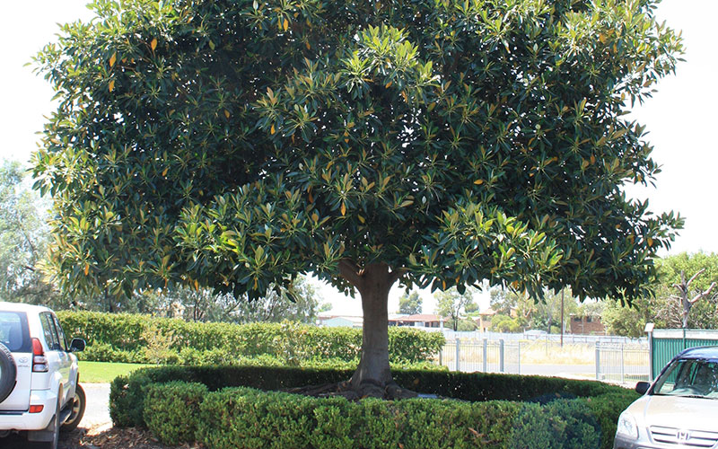 average height of a fig tree