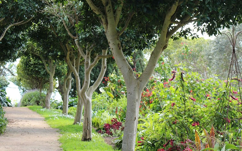 ficus tree height australia