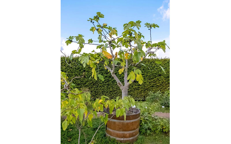 fig tree in a pot