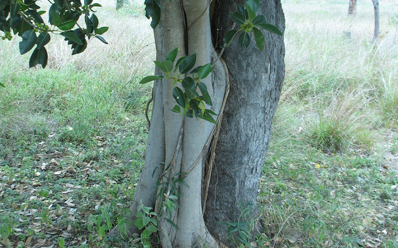 fig tree stump & roots