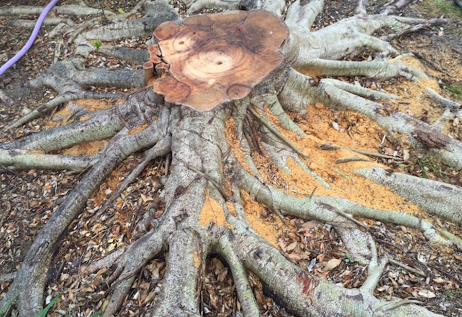 How To Remove A Fig Tree Stump Including Roots