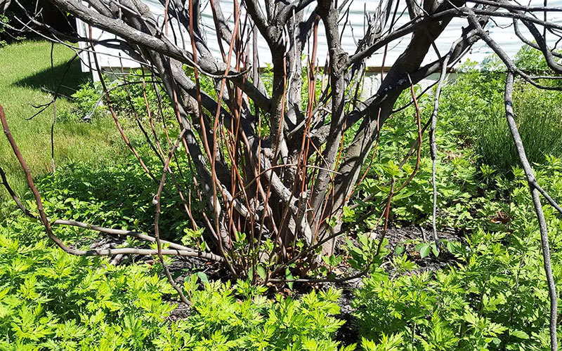 removing fig tree roots and stump