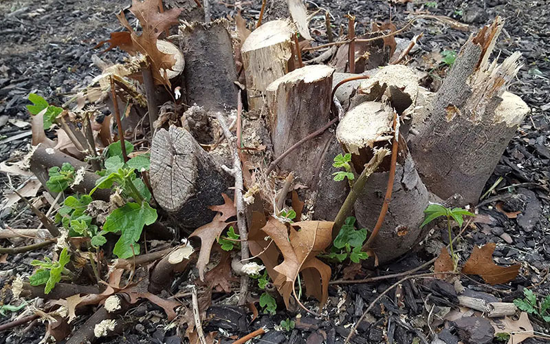 removing fig tree stump and roots