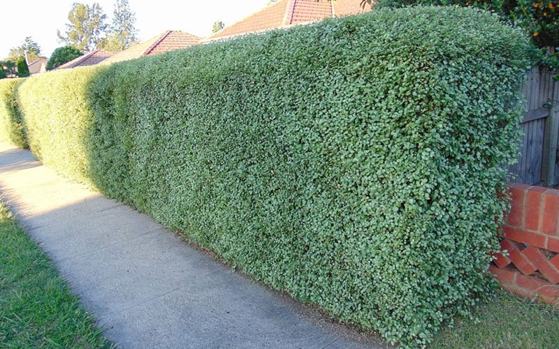 Pittosporum removal Melbourne