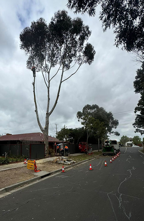 Tree Trimming Melbourne 2