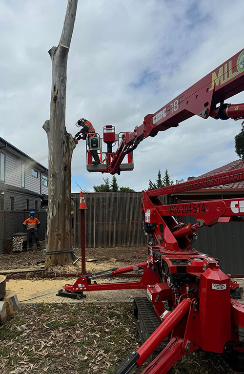 Tree Trimming Melbourne