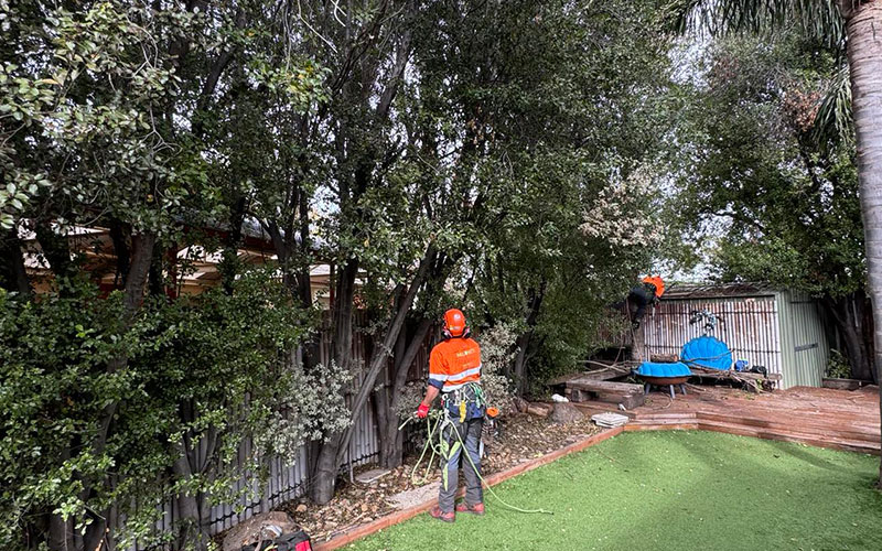 Trimming & Pruning James Stirling Pittosporum - The Neighbors-Be-Gone Trees 2