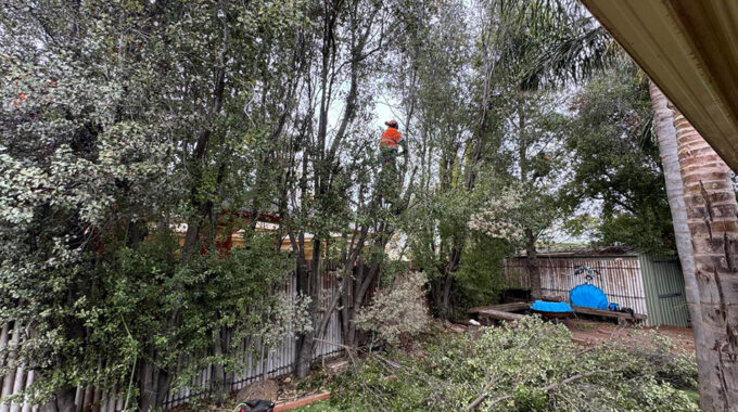 Trimming & Pruning James Stirling Pittosporum: The Neighbours-Be-Gone Trees