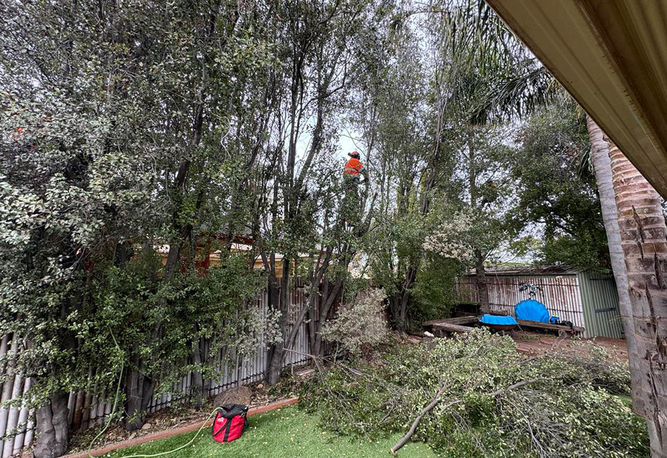 Trimming & Pruning James Stirling Pittosporum: The Neighbours-Be-Gone Trees