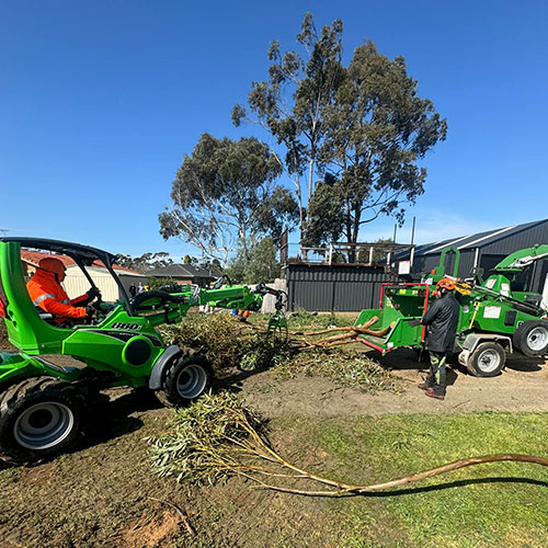 tree trimming specialists melbourne