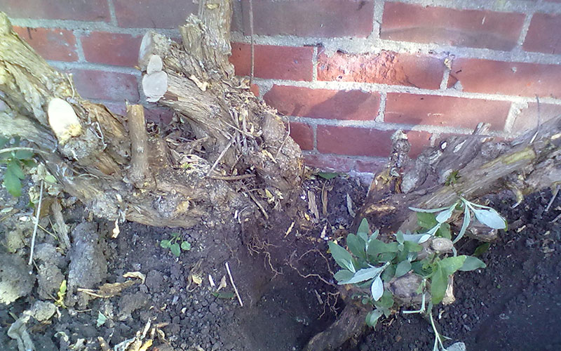 trimming and pruning neighbour be gone tree