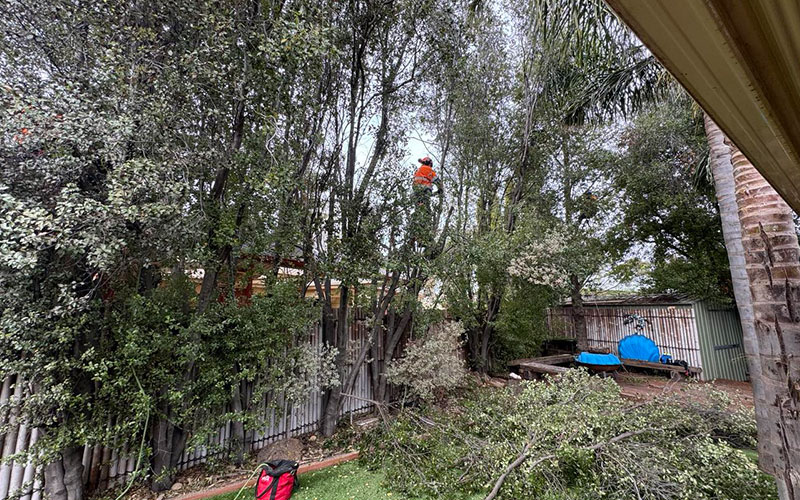 trimming and pruning the neighbour be gone tree 2